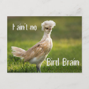 Bird Brain Funny Chicken Postcard