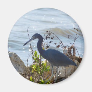Bird By the Bay Little Blue Heron Safety Harbour Magnet