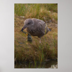 Bird Caught Crab Poster