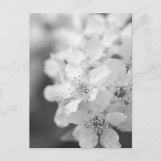 Bird cherry blossoms in black and white postcard