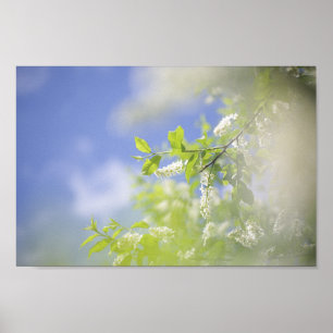 Bird Cherry Tree Blossoms Flowers Sky Poster