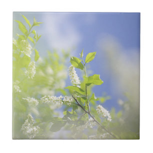 Bird Cherry Tree Blossoms Flowers Sky Tile