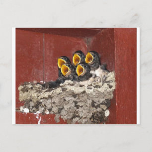 Bird Choir Postcard