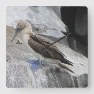 Bird Clock