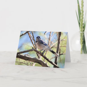 Bird Collection: Blue Jay (blank notes) Card
