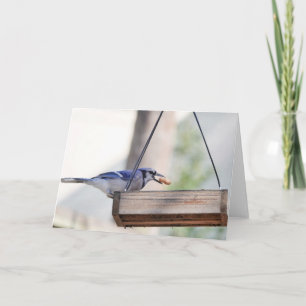 Bird Collection: Blue Jay (blank notes)  Card