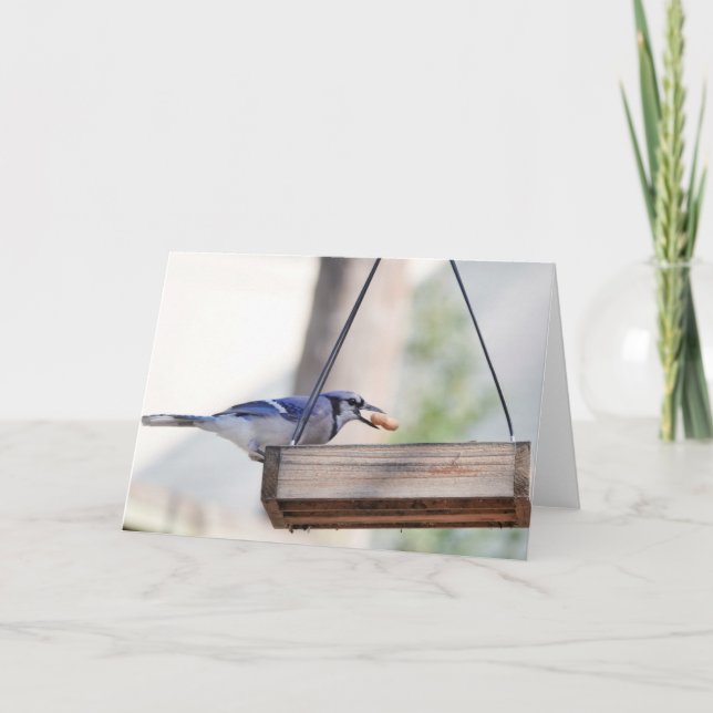 Bird Collection: Blue Jay (blank notes)  Card (Front)