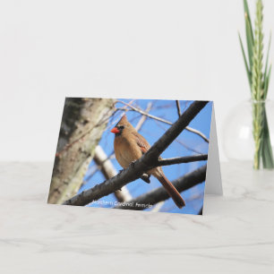 Bird Collection: Northern Cardinal (blank notes) Card