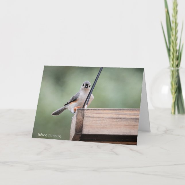 Bird Collection: Tufted Titmouse (blank notes) Card (Front)