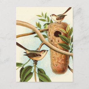 Bird Couple on a Nest Perched on a Branch Postcard
