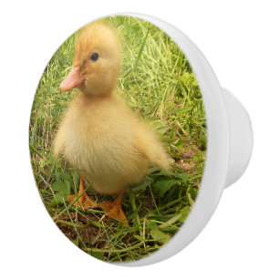 bird, duck, duckling, yellow, nature, cute, baby, ceramic knob
