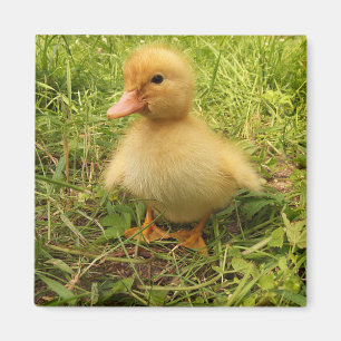 bird, duck, duckling, yellow, nature, cute, baby, magnet