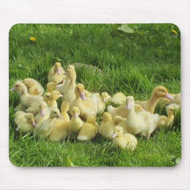 bird, duck, duckling, yellow, nature, cute, baby, mouse pad (Front)