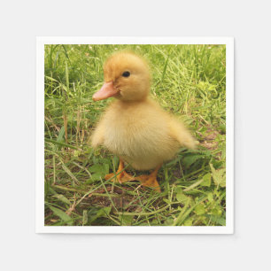 bird, duck, duckling, yellow, nature, cute, baby, napkin