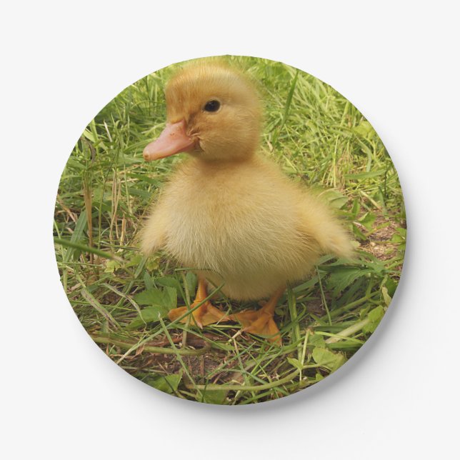 bird, duck, duckling, yellow, nature, cute, baby, paper plate (Front)