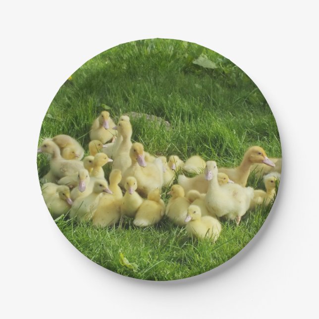 bird, duck, duckling, yellow, nature, cute, baby, paper plate (Front)