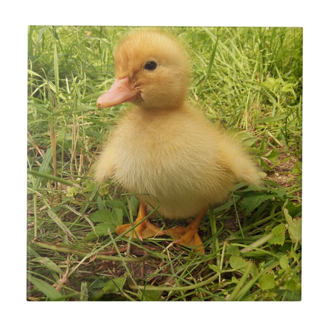 bird, duck, duckling, yellow, nature, cute, baby, tile (Front)