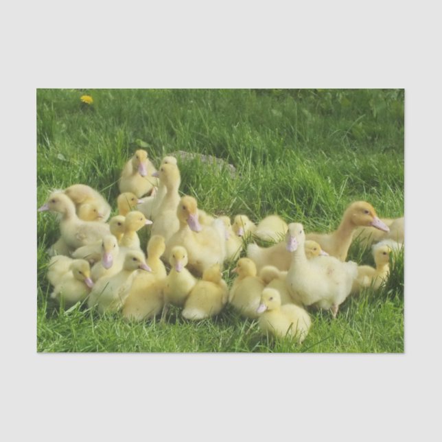 bird, duck, duckling, yellow, nature, cute, baby, tissue paper (Front)