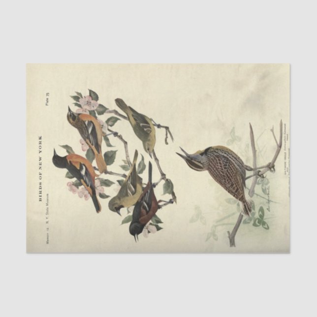 Bird Ephemera Decoupage Floral Flowers Tissue Paper (Front)