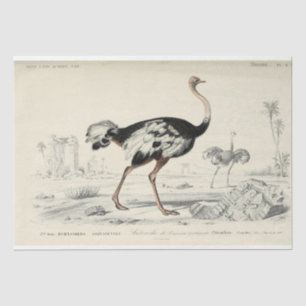Bird Ephemera Decoupage French Ostrich Tissue Paper