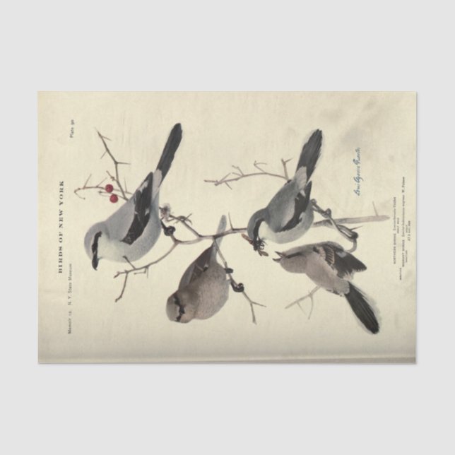Bird Ephemera Decoupage Grey Black New York Tissue Paper (Front)