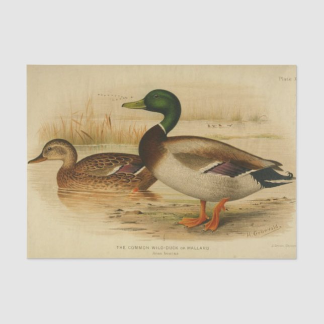Bird Ephemera Decoupage Mallard Duck Vintage Tissue Paper (Front)
