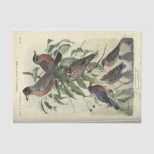 Bird Ephemera Decoupage Robbin Tissue Paper