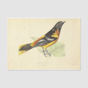 Bird Ephemera Decoupage Yellow Orange Oriole Tissue Paper