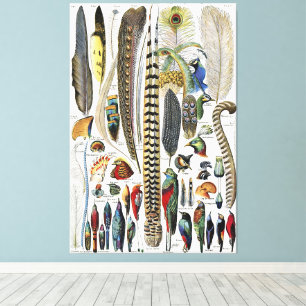 Bird Feather Wildlife Antique Feathers Art Nouveau Canvas Print