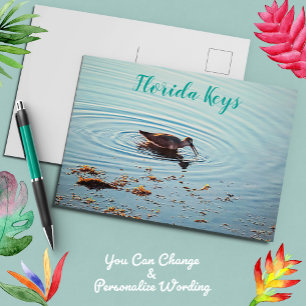 Bird Feeding at Sunset Key West Florida Postcard