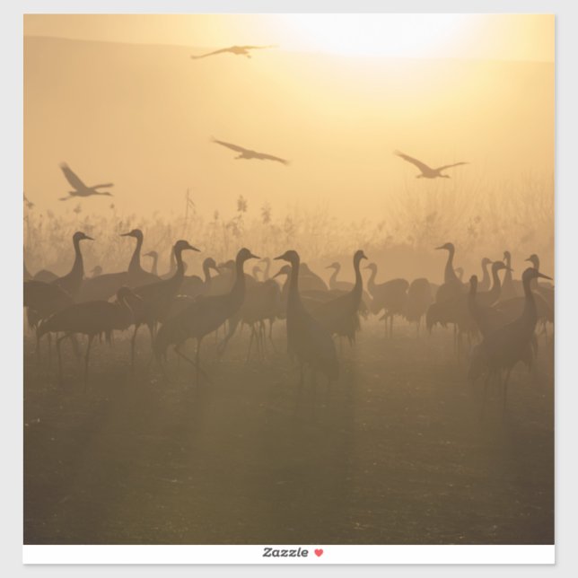 Bird Flock of Cranes at Lake Agamon HaHula, Israel (Sheet)