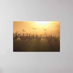 Bird Flock of Cranes at Lake Agamon HaHula, Israel Canvas Print