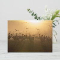 Bird Flock of Cranes at Lake Agamon HaHula, Israel