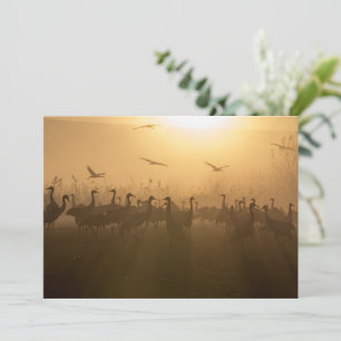 Bird Flock of Cranes at Lake Agamon HaHula, Israel Thank You Card