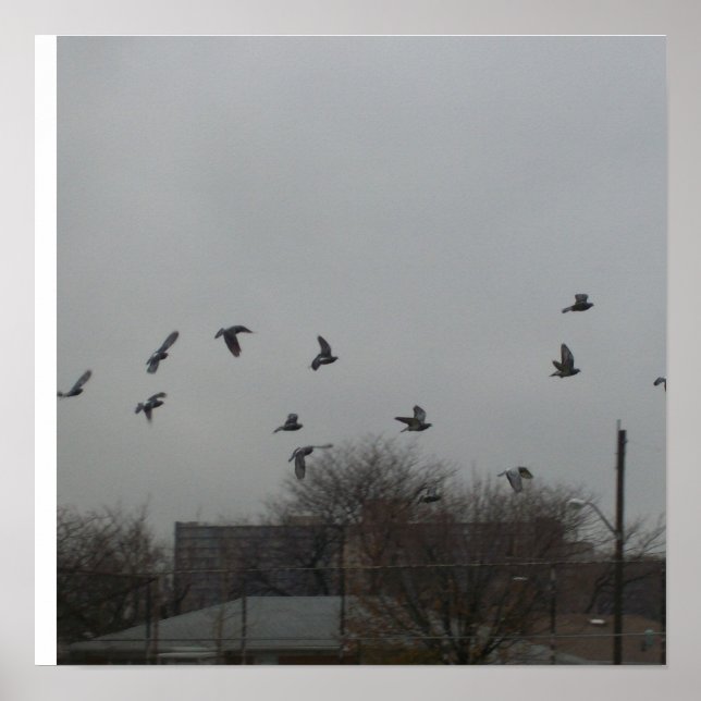 Bird Flying Poster (Front)