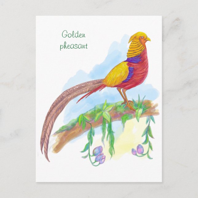 Bird golden pheasant holiday postcard (Front)