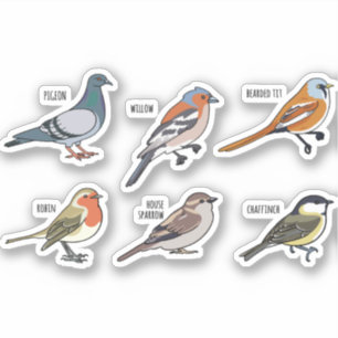 BIRD ILLUSTRATION DESIGN SET