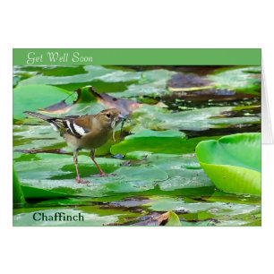 bird image for get-well-card
