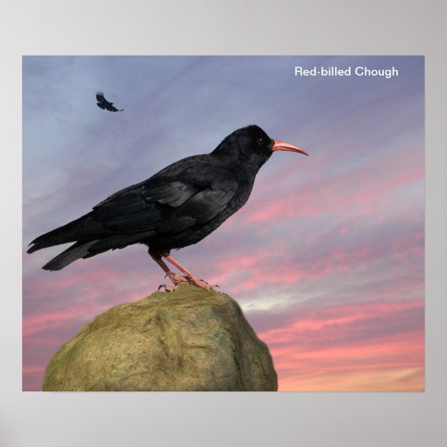 Bird image for poster (Front)