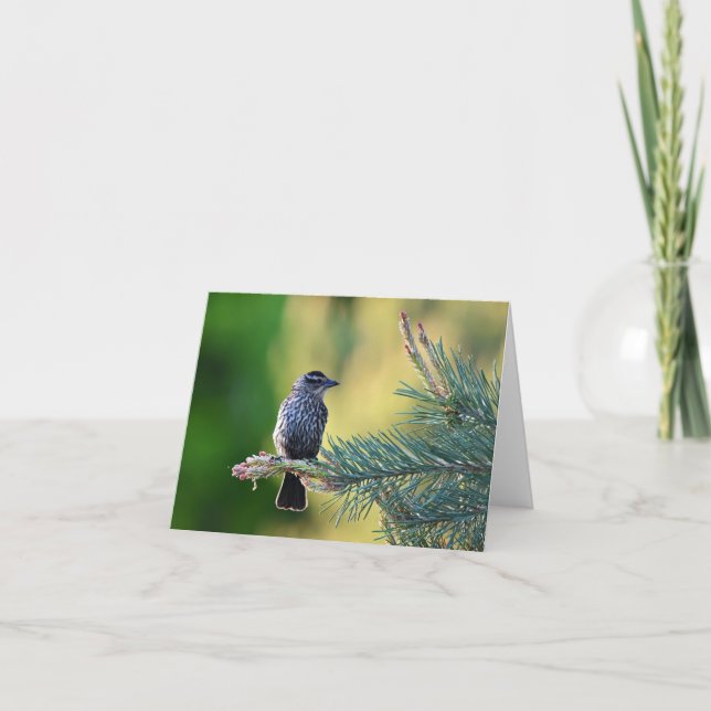 Bird in a pine tree blank notecard.  thank you card (Front)