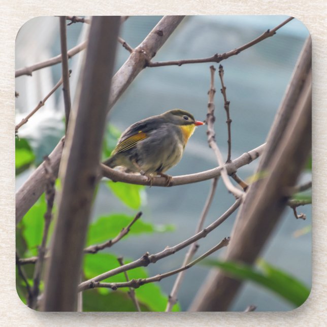 Bird in a tree hard plastic coasters (Front)