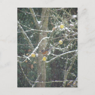 bird in a winter tree postcard