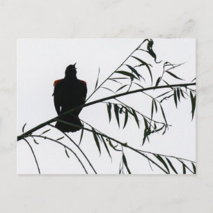 Bird In Song Postcard