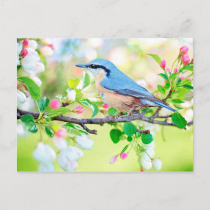 bird in spring postcard