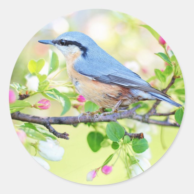 bird in spring stickers (Front)