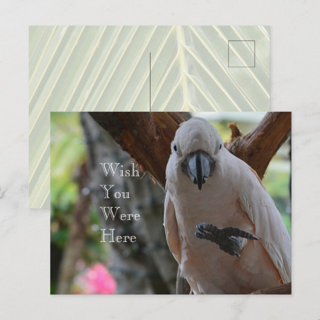 Bird in Tree Kauai Postcard (Front/Back)