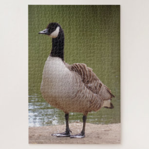 Bird Jigsaw Puzzle