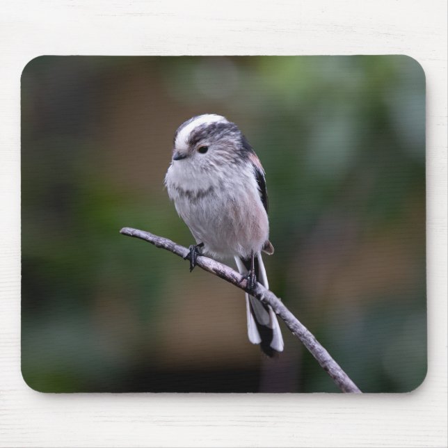 bird, long-tailed tit, animal mouse pad (Front)