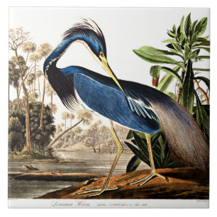 Bird - Louisiana Heron by John James Audubon Tile