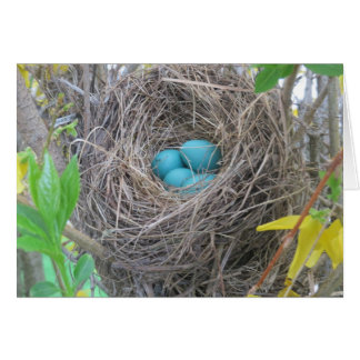 Bird Nest